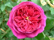 �C���O���b�V�����[�Y2