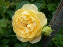 �C���O���b�V�����[�Y3